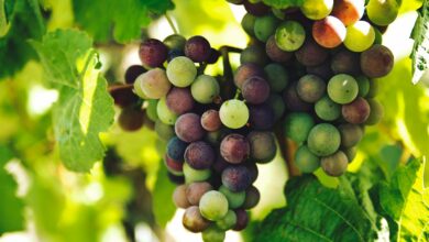 grapes on trunk photography